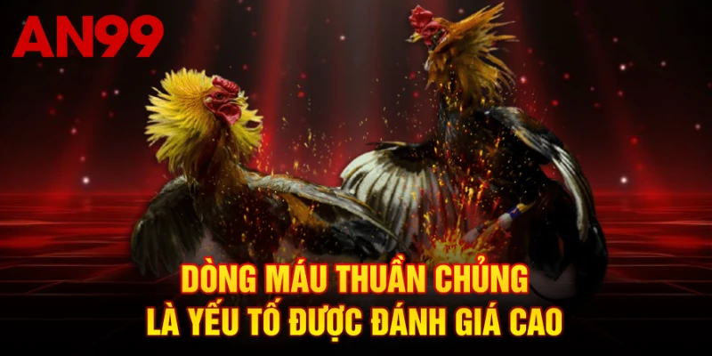 Dòng máu thuần chủng là yếu tố được đánh giá cao