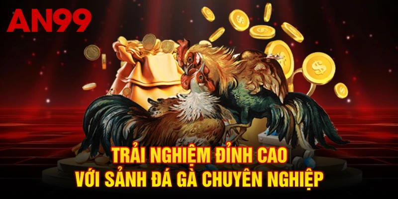 Trải nghiệm đỉnh cao với sảnh đá gà chuyên nghiệp